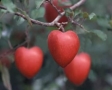 Appels in hartvorm