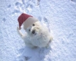 Hondje in de sneeuw