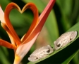 Kikkers met een bloem in hartvorm