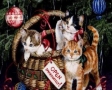 Katten in kerstmand