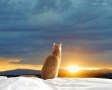 Kat bij zonsondergang
