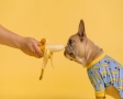 Hond met banaan