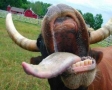 Koe met uitgestoken tong
